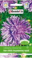 NASIONA Kwiatów Aster Chiński Chryzantemowy Wysoki FIOLETOWY Kwiaty 410329