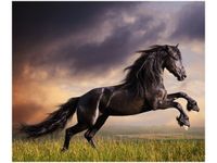 70X50CM OBRAZ KOŃSKI BUNT ŚCIAN