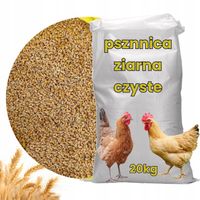 PSZENICA PASZOWA 20kg ZBOŻE ZBIÓR 2024 kur gołębi