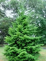 DAGLEZJA cytrusowy zapach igieł - sadzonki 80 / 110 cm