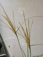 Miskant chiński Silberspinne przyjemny szum traw