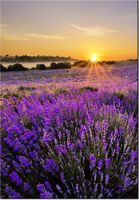 100 70CM OBRAZ PŁÓTNO POLE LAWENDY PŁÓTNO RAMA