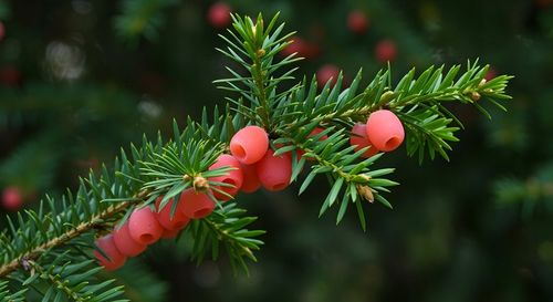 Yara Mila Nawóz jesienny do Trawy Trawnika Ogrodu na mech PRO. na Arena.pl