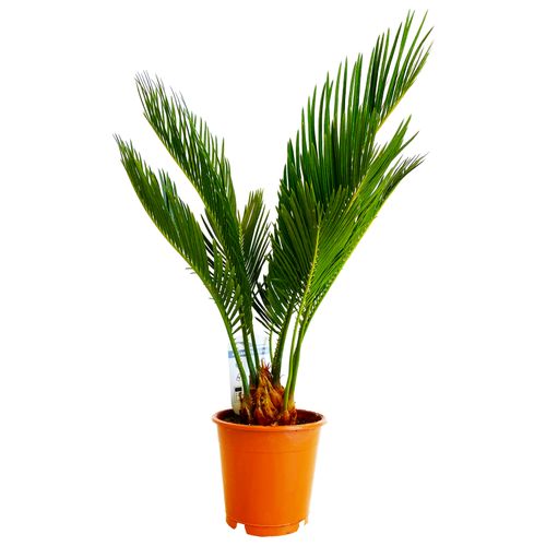 CYKAS (CYCAS) 40 cm na Arena.pl