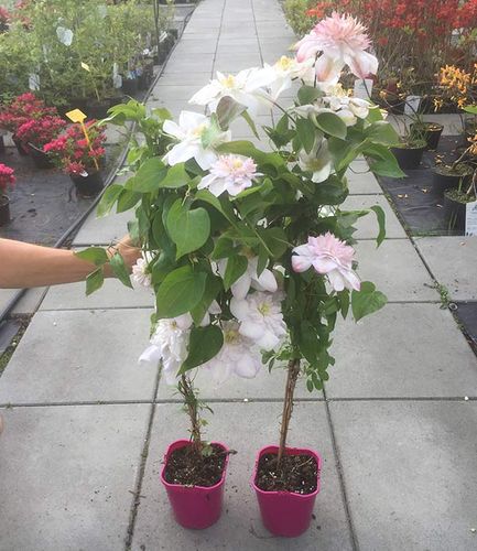 Powojnik Clematis Innocent Blush ® C2 E na Arena.pl