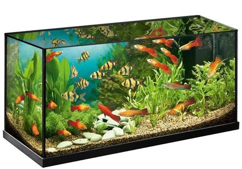 Odmulacz bateryjny do akwarium na Arena.pl