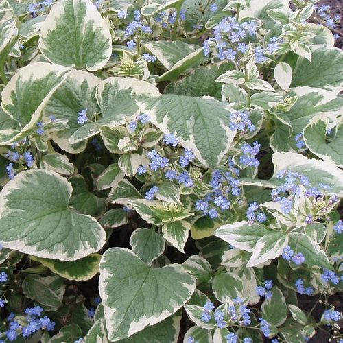Brunera wielkolistna VARIEGATA na Arena.pl