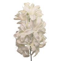 Hiacynt wyrobowy kremowy 6 szt