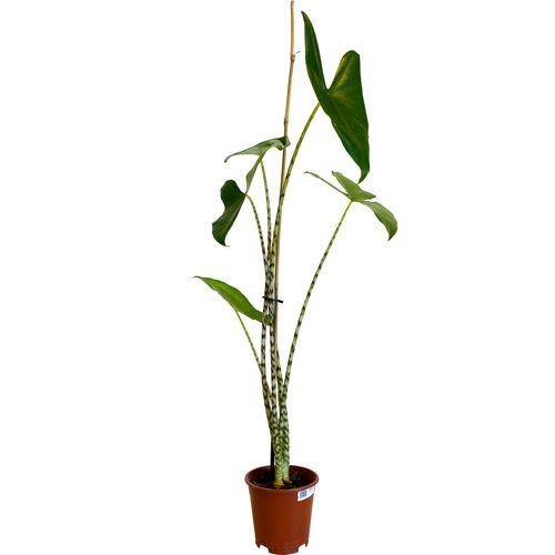 Alokazja ZEBRINA 60 cm na Arena.pl