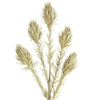 Sztuczna trawa pampasowa FLORE szampański x6