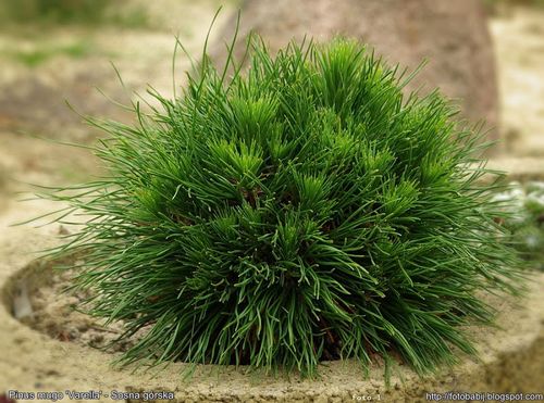 Sosna górska VARELLA PA 80-100cm C4/C5 na Arena.pl