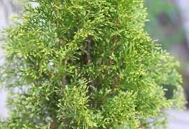 P9 THUJA TUJA SZMARAGD LIGHT 10-20 CM. zdjęcie 1