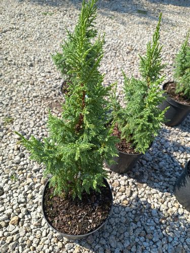 Jałowiec Pinga Loderi cenna odmiana niska forma na Arena.pl