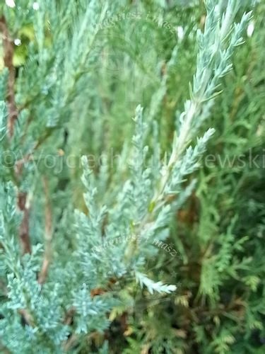 Jałowiec skalny Blue Arrow forma strzelista na Arena.pl