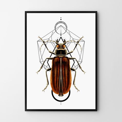 Plakat robaki owady geometria 70x100 cm na Arena.pl
